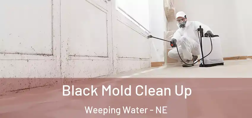  Black Mold Clean Up Weeping Water - NE