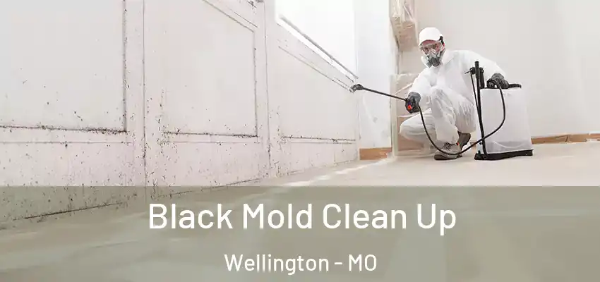  Black Mold Clean Up Wellington - MO