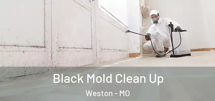 Black Mold Clean Up Weston - MO