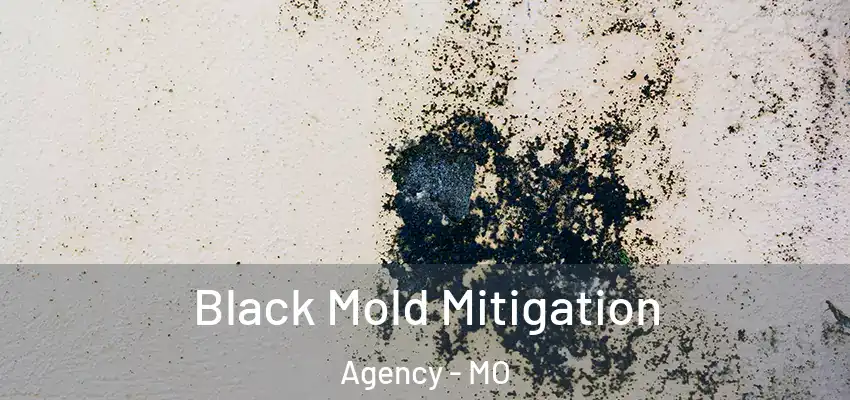 Black Mold Mitigation Agency - MO