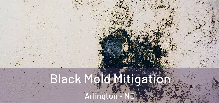  Black Mold Mitigation Arlington - NE