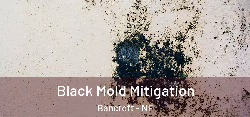 Black Mold Mitigation Bancroft - NE