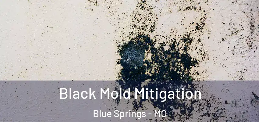  Black Mold Mitigation Blue Springs - MO