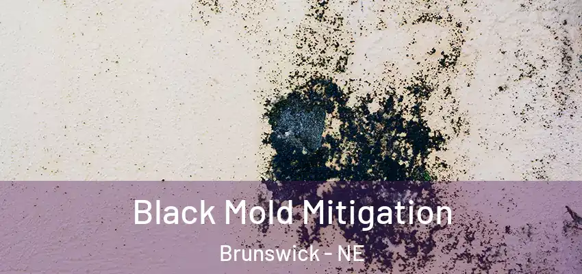  Black Mold Mitigation Brunswick - NE