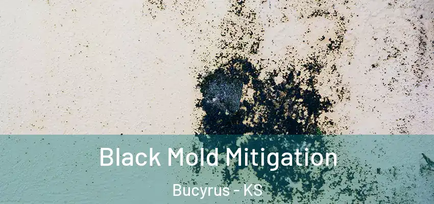 Black Mold Mitigation Bucyrus - KS