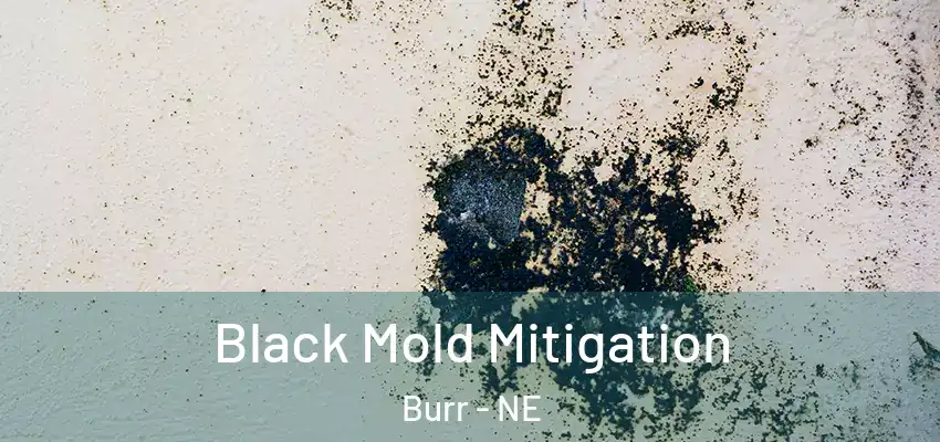  Black Mold Mitigation Burr - NE