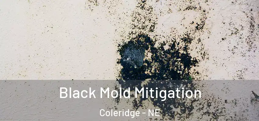  Black Mold Mitigation Coleridge - NE