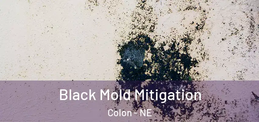  Black Mold Mitigation Colon - NE