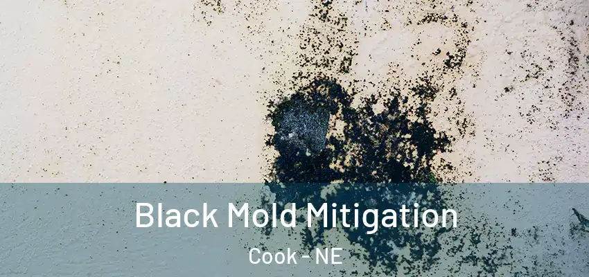 Black Mold Mitigation Cook - NE