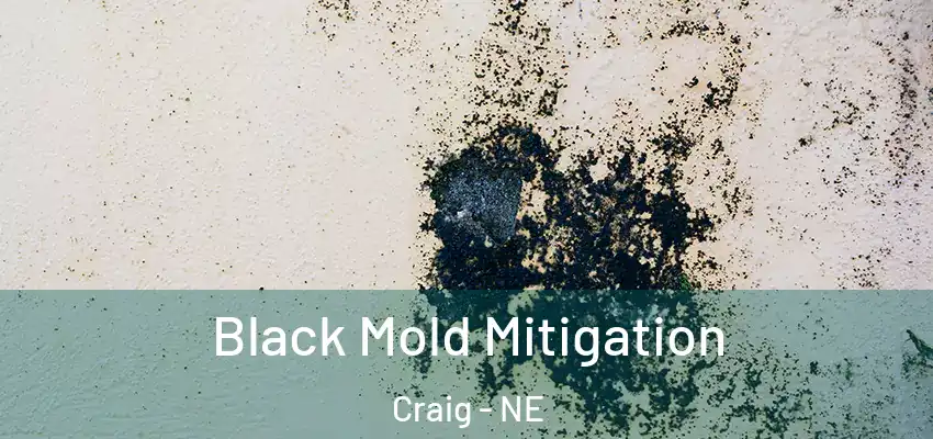  Black Mold Mitigation Craig - NE