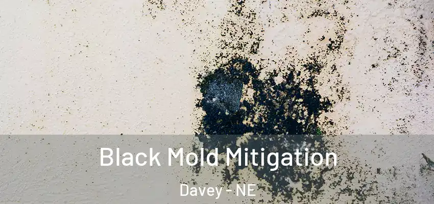 Black Mold Mitigation Davey - NE