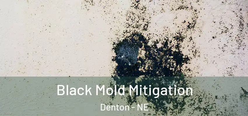  Black Mold Mitigation Denton - NE