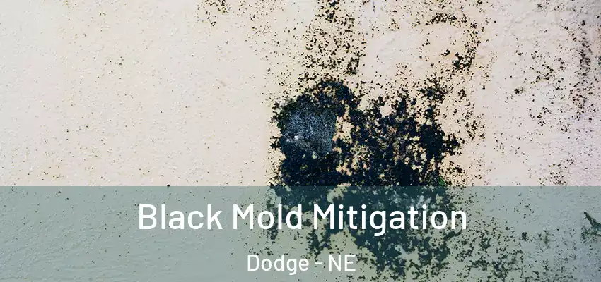 Black Mold Mitigation Dodge - NE