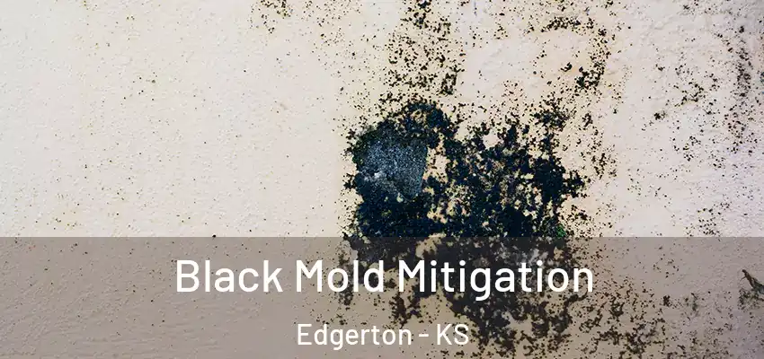  Black Mold Mitigation Edgerton - KS