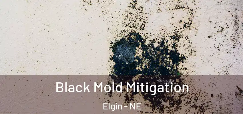 Black Mold Mitigation Elgin - NE