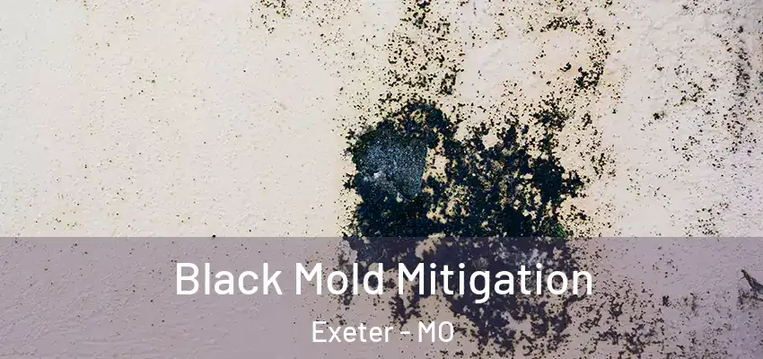  Black Mold Mitigation Exeter - MO
