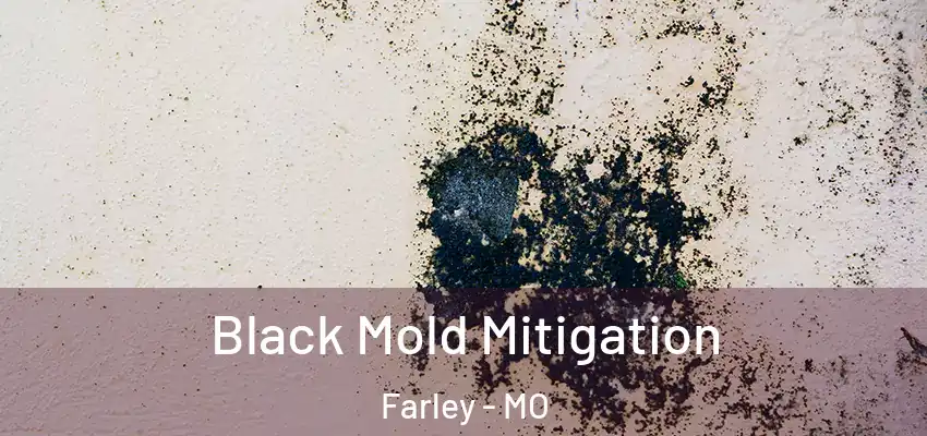  Black Mold Mitigation Farley - MO