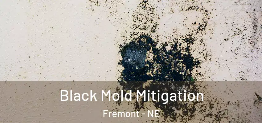  Black Mold Mitigation Fremont - NE