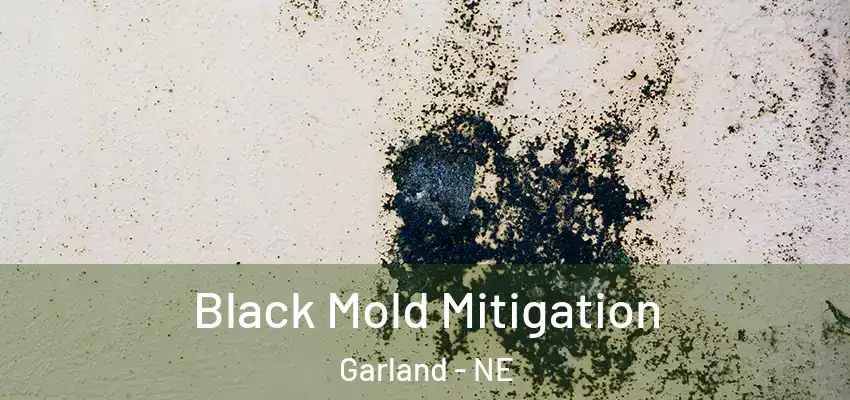  Black Mold Mitigation Garland - NE