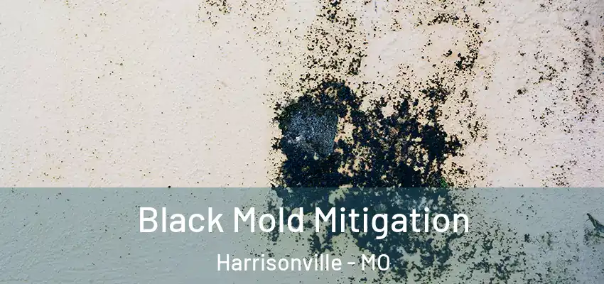  Black Mold Mitigation Harrisonville - MO