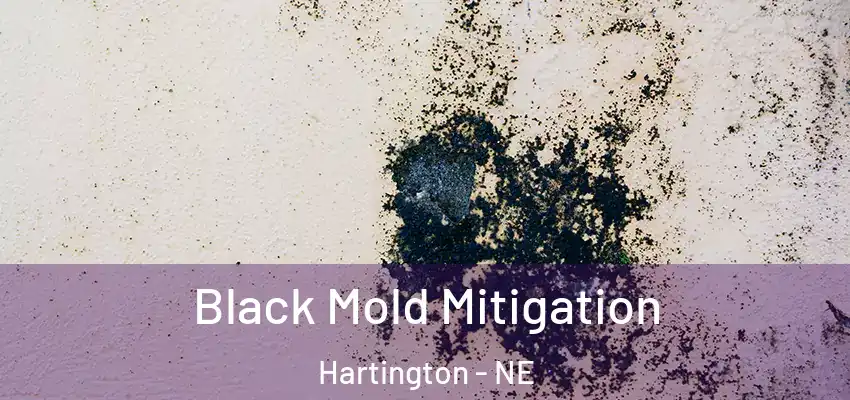  Black Mold Mitigation Hartington - NE