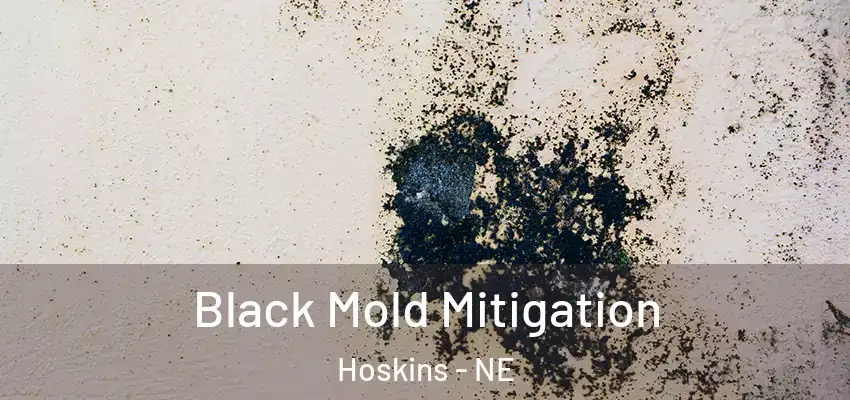  Black Mold Mitigation Hoskins - NE