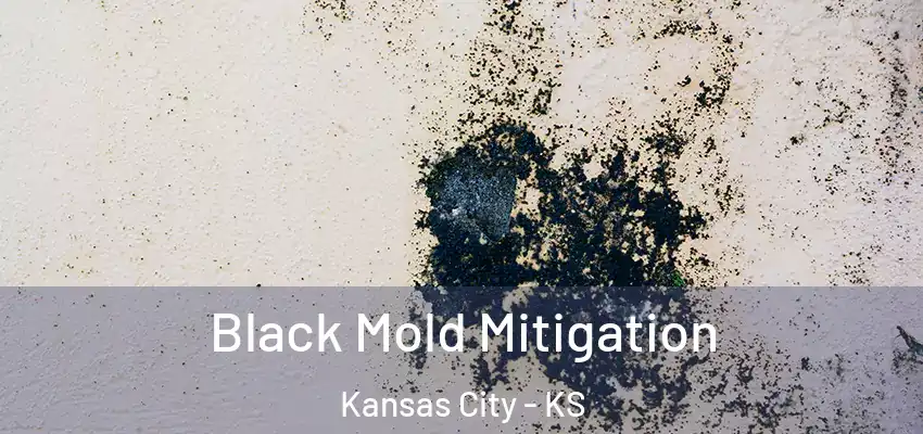  Black Mold Mitigation Kansas City - KS