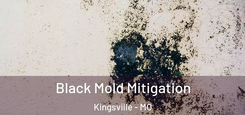  Black Mold Mitigation Kingsville - MO