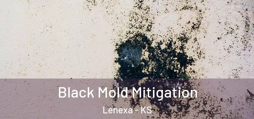 Black Mold Mitigation Lenexa - KS
