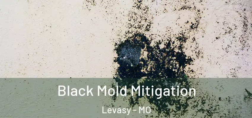  Black Mold Mitigation Levasy - MO