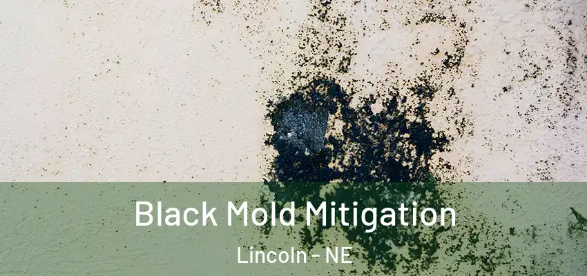  Black Mold Mitigation Lincoln - NE