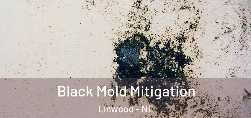 Black Mold Mitigation Linwood - NE