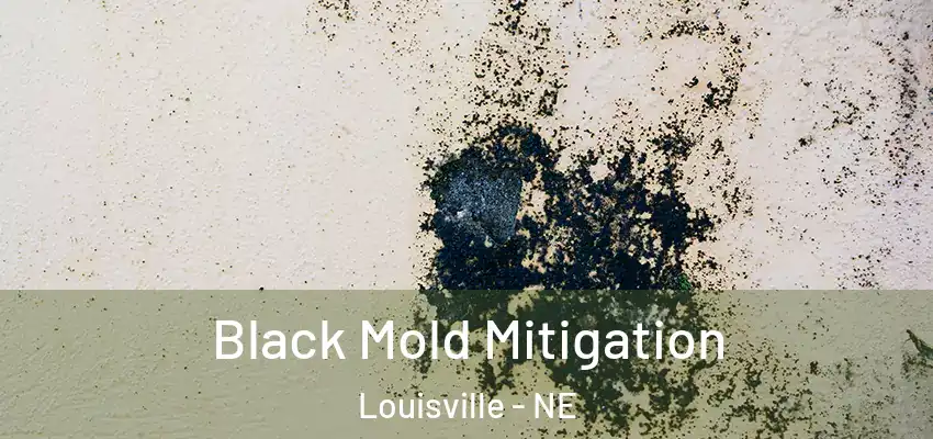  Black Mold Mitigation Louisville - NE