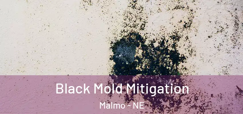  Black Mold Mitigation Malmo - NE