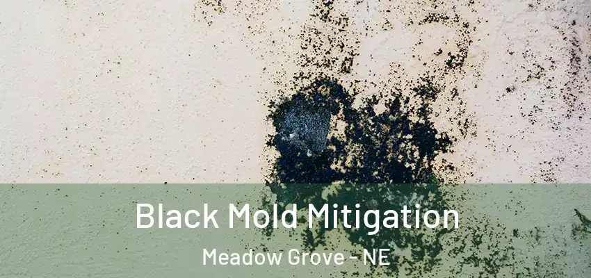 Black Mold Mitigation Meadow Grove - NE