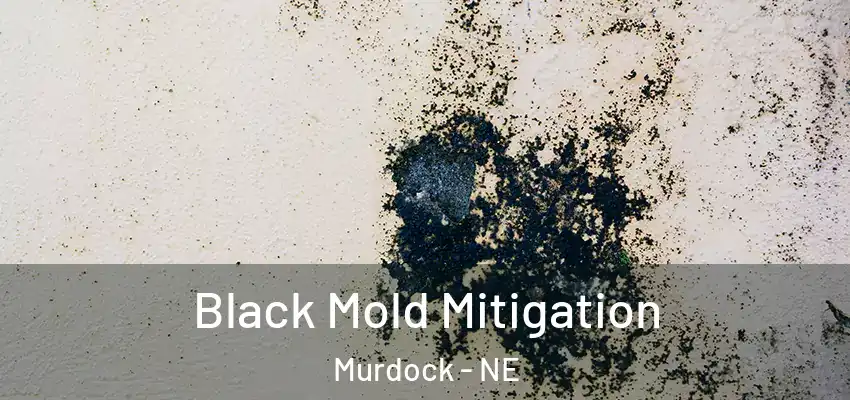  Black Mold Mitigation Murdock - NE