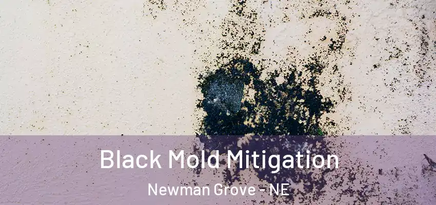  Black Mold Mitigation Newman Grove - NE