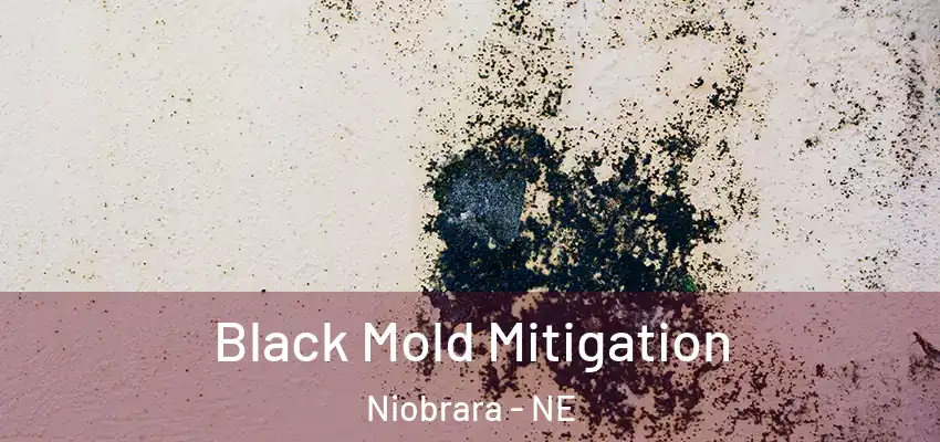  Black Mold Mitigation Niobrara - NE
