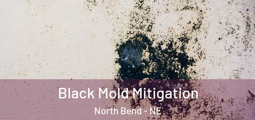  Black Mold Mitigation North Bend - NE