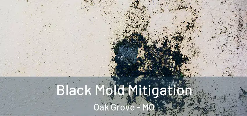  Black Mold Mitigation Oak Grove - MO
