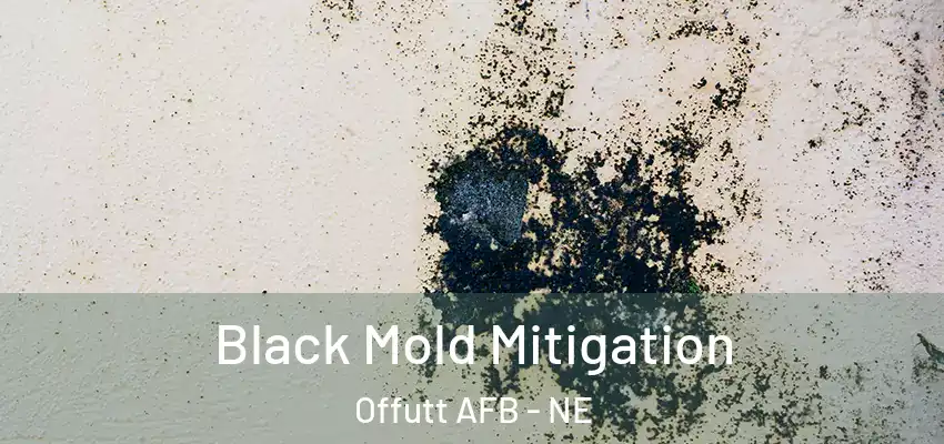  Black Mold Mitigation Offutt AFB - NE