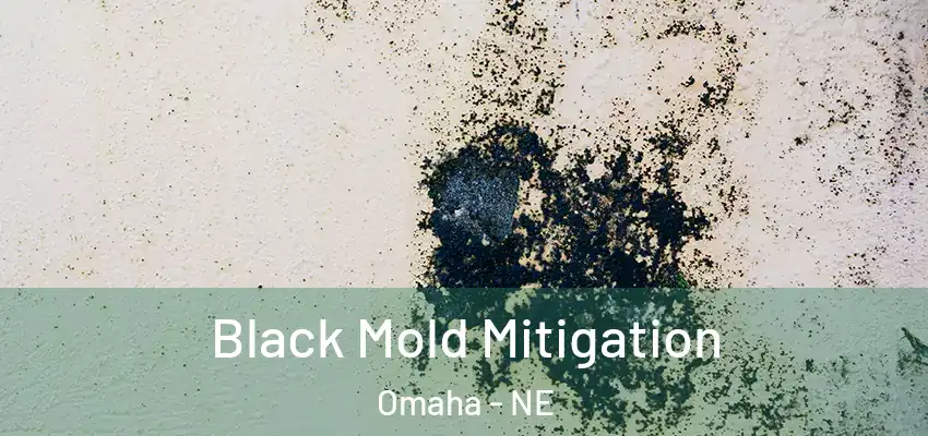  Black Mold Mitigation Omaha - NE
