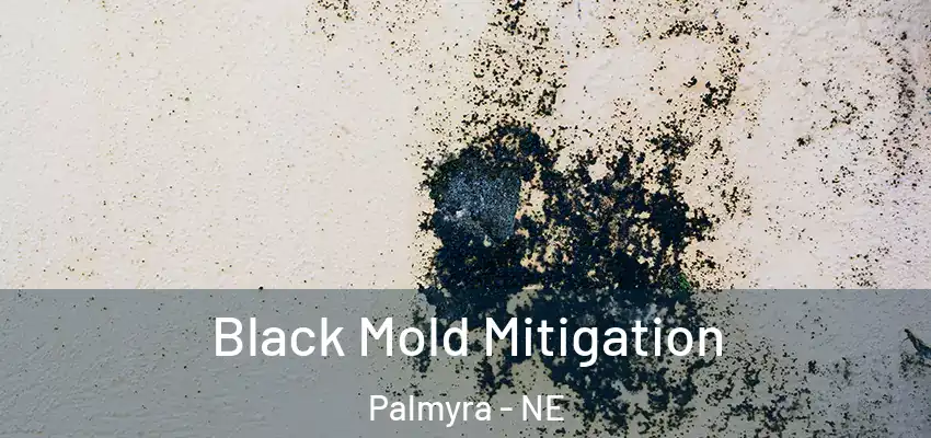 Black Mold Mitigation Palmyra - NE