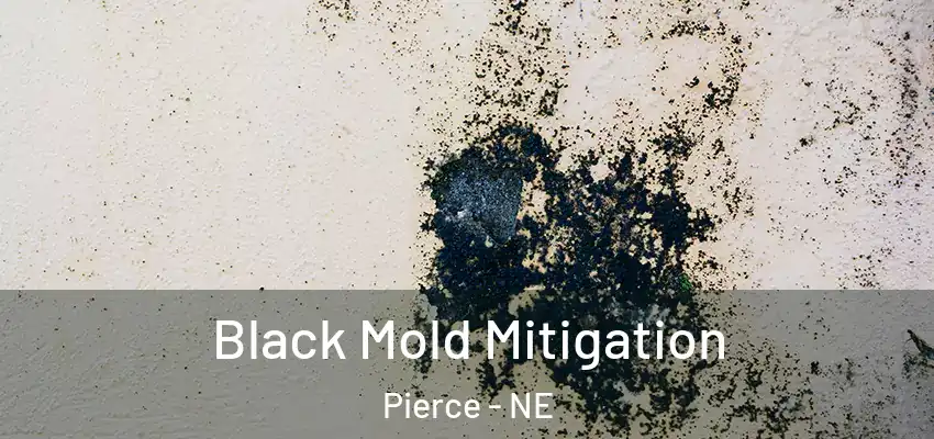 Black Mold Mitigation Pierce - NE