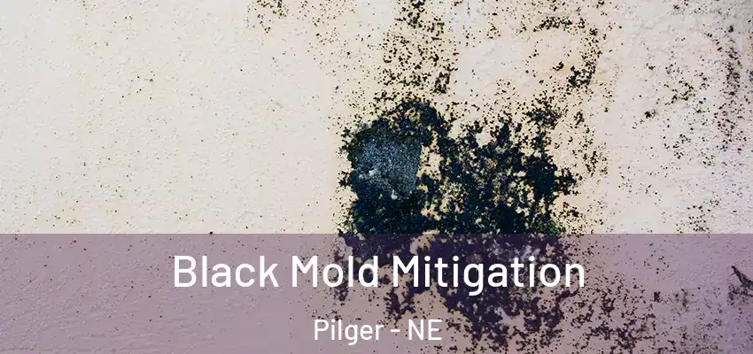  Black Mold Mitigation Pilger - NE