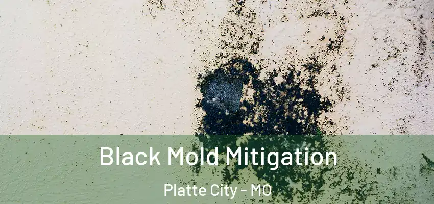 Black Mold Mitigation Platte City - MO