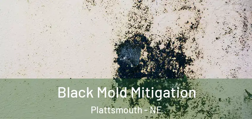  Black Mold Mitigation Plattsmouth - NE