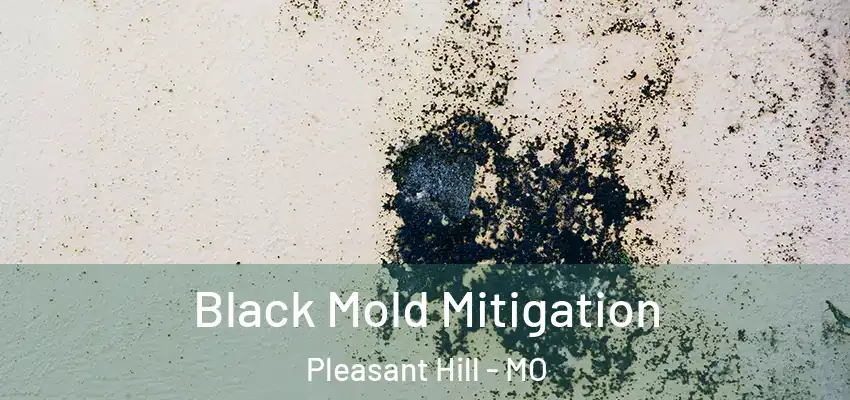  Black Mold Mitigation Pleasant Hill - MO