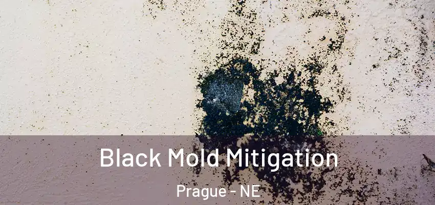 Black Mold Mitigation Prague - NE