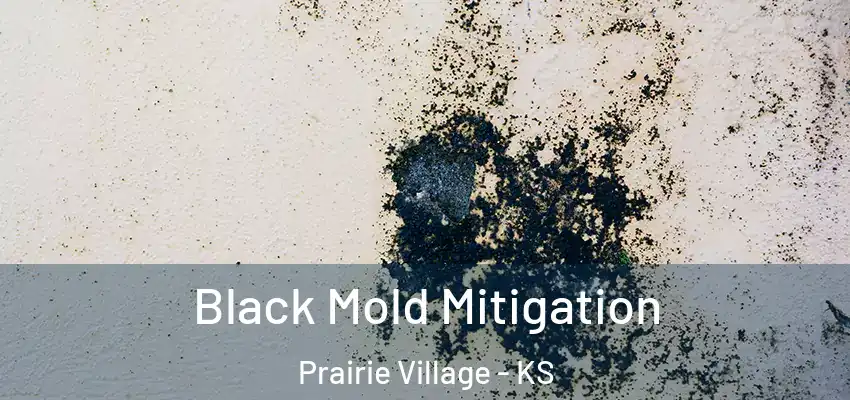 Black Mold Mitigation Prairie Village - KS